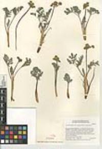 Lomatium mohavense image