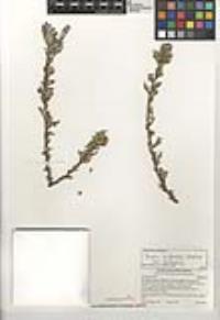 Purshia tridentata var. tridentata image