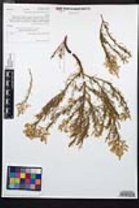 Adenostoma sparsifolium image