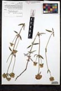 Monardella hypoleuca subsp. lanata image