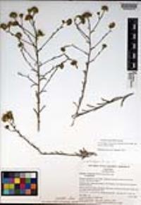 Corethrogyne filaginifolia var. incana image