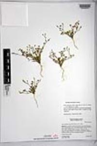 Gilia ochroleuca subsp. exilis image