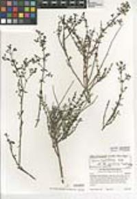 Galium angustifolium subsp. jacinticum image