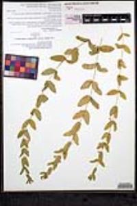 Scutellaria bolanderi image