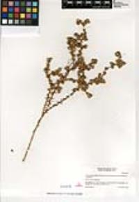 Centromadia pungens subsp. laevis image
