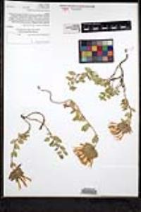 Monardella macrantha subsp. macrantha image