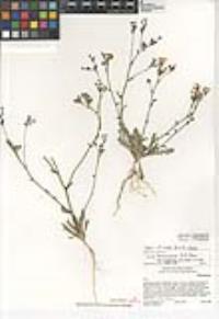 Gilia brecciarum var. neglecta image