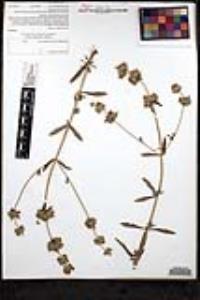 Salvia mellifera image