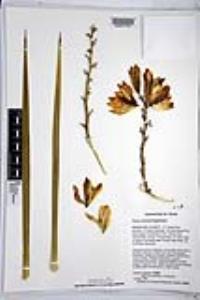 Yucca rostrata image