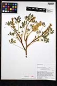 Lupinus microcarpus var. microcarpus image