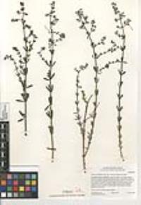 Galium angustifolium subsp. jacinticum image
