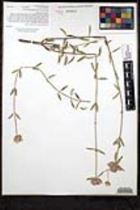 Monardella linoides subsp. linoides image