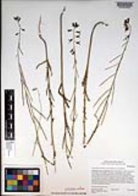 Caulanthus heterophyllus image