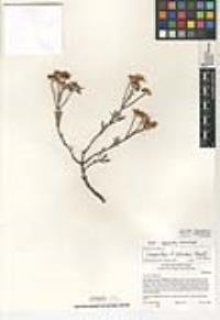 Lampranthus coccineus image