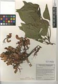 Erythrina caffra image
