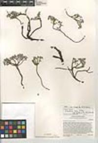Monardella nana subsp. arida image