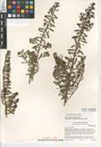 Myoporum parvifolium image
