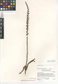 Piperia leptopetala image