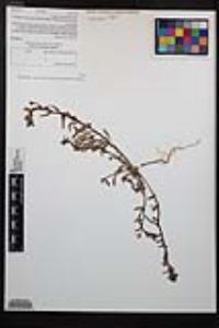 Camissoniopsis lewisii image