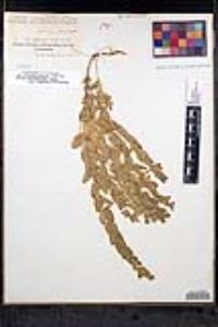 Scutellaria bolanderi subsp. austromontana image
