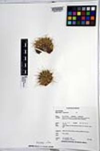 Mammillaria compressa image