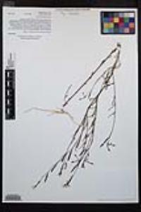 Clarkia epilobioides image