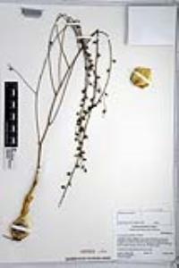 Hooveria parviflora image