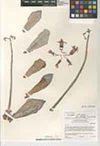 Cotyledon orbiculata var. oblonga image
