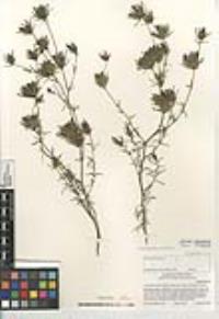 Cordylanthus rigidus subsp. setiger image