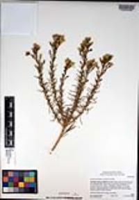 Ericameria pinifolia image