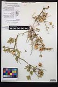 Viscainoa geniculata var. geniculata image
