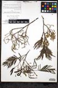 Acacia mearnsii image