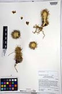 Mammillaria dioica image