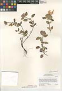 Monardella macrantha image