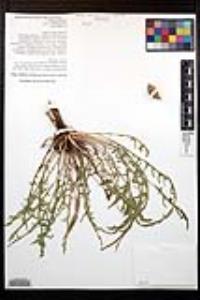 Oenothera flava subsp. taraxacoides image