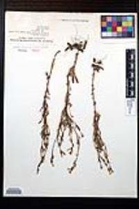 Oenothera pumila image