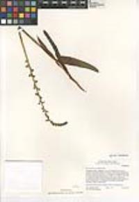 Piperia cooperi image