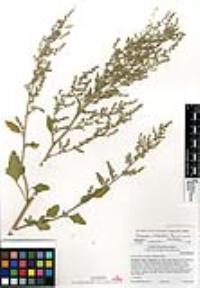 Chenopodium berlandieri var. sinuatum image