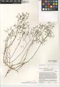 Galium angustifolium subsp. borregoense image