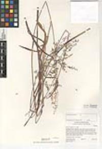 Ehrharta longiflora image