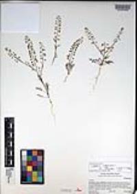 Lepidium virginicum subsp. menziesii image
