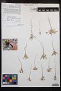 Camissoniopsis pallida image
