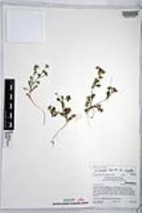 Nemophila menziesii var. integrifolia image