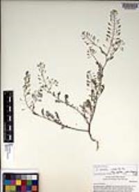 Descurainia pinnata subsp. glabra image