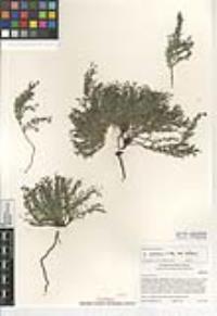 Galium andrewsii subsp. andrewsii image