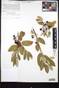 Frangula californica subsp. tomentella image