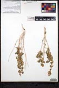 Salvia mohavensis image