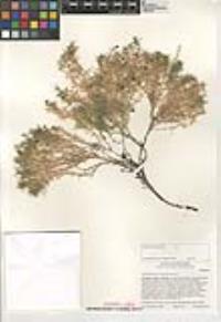 Galium andrewsii subsp. andrewsii image