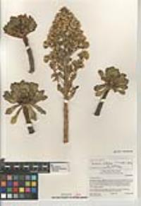 Aeonium arboreum var. arboreum image