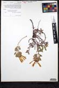 Monardella macrantha subsp. macrantha image